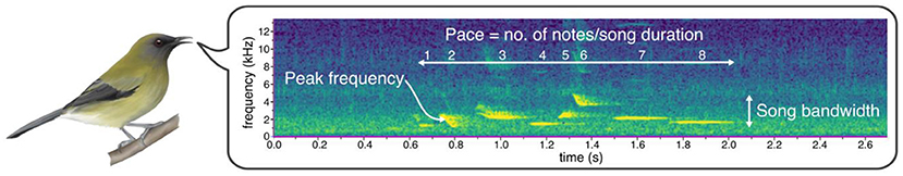A small bird is shown vocalizing next to a spectrogram of its song. The spectrogram measures frequency in kilohertz against time in seconds. Annotations indicate peak frequency, song bandwidth, and pace calculated as the number of notes per song duration, with numbers marking each note from one to eight.