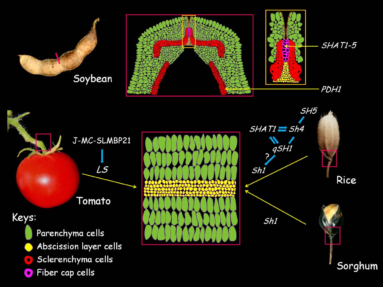 Revisiting pericarp structure, dehiscence and seed dispersal in