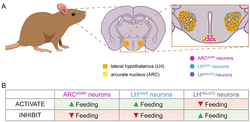 Figure 1 - Genetically identified neurons in the hypothalamus are involved in feeding behaviors.