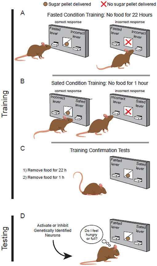 Figure 2 - Mice discriminate between hunger and satiety.