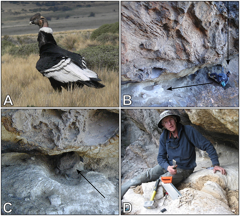 Figure 1 - Sampling the Andean Condor nest.