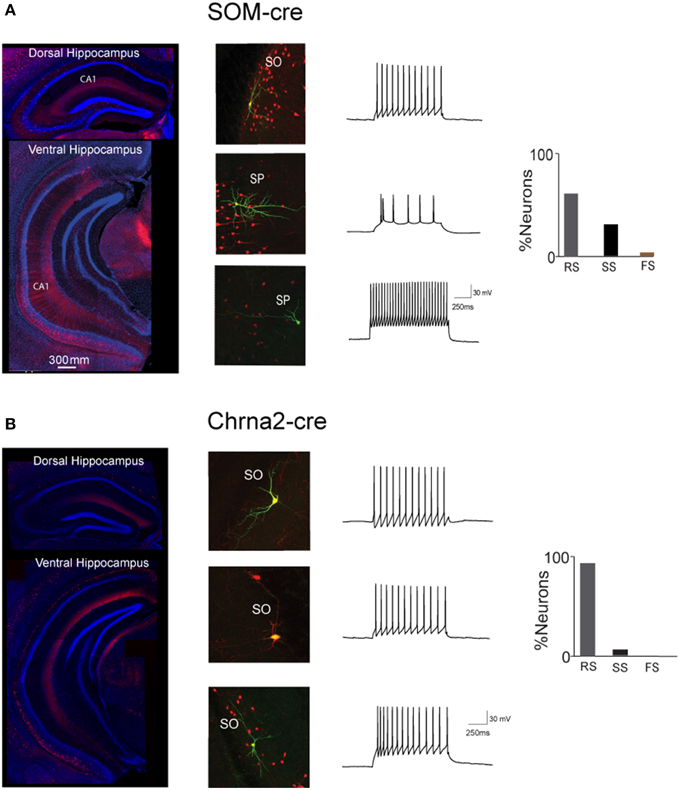 Frontiers | Novel markers for OLM interneurons in the