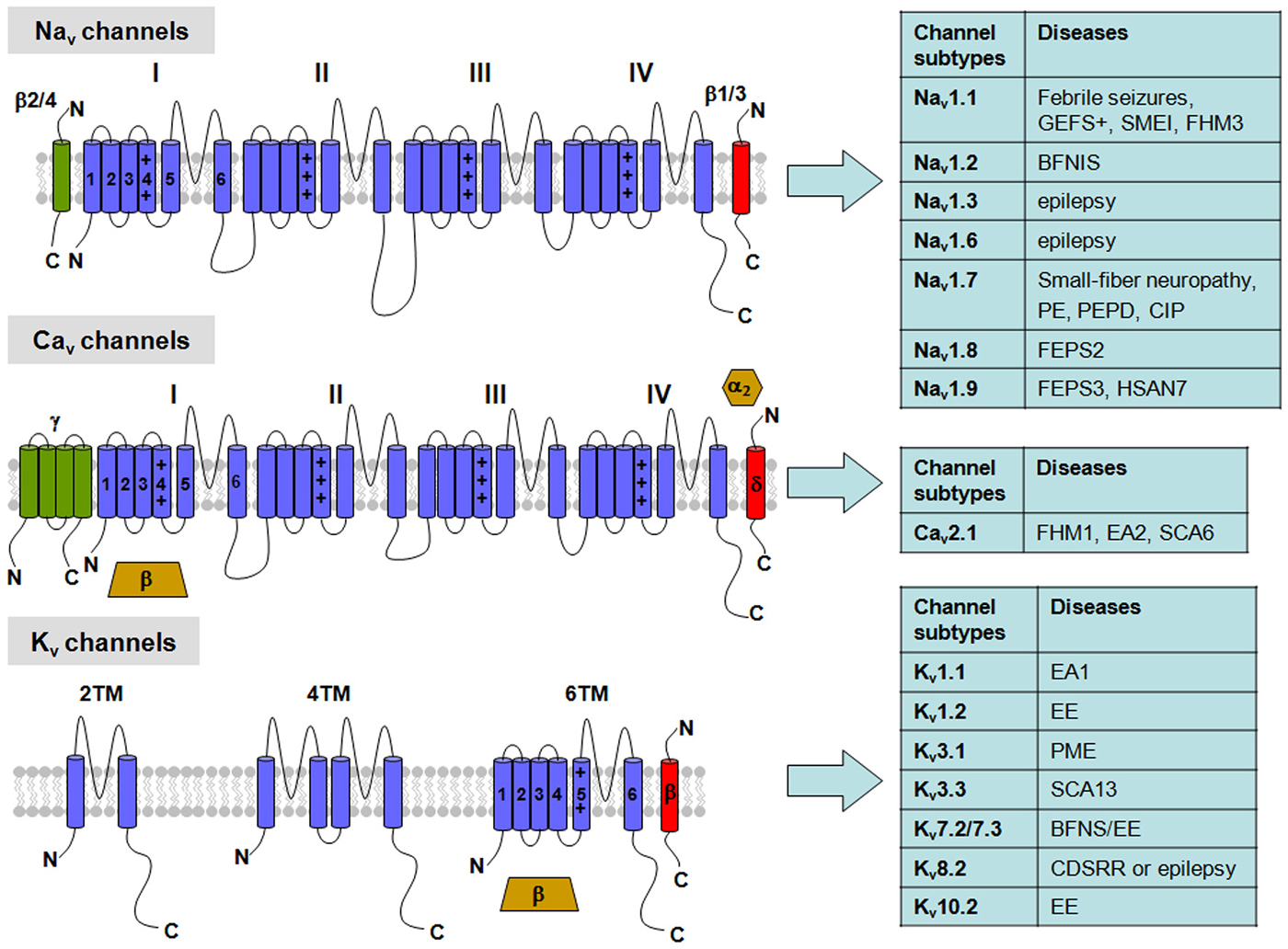 voltage gated ion channels