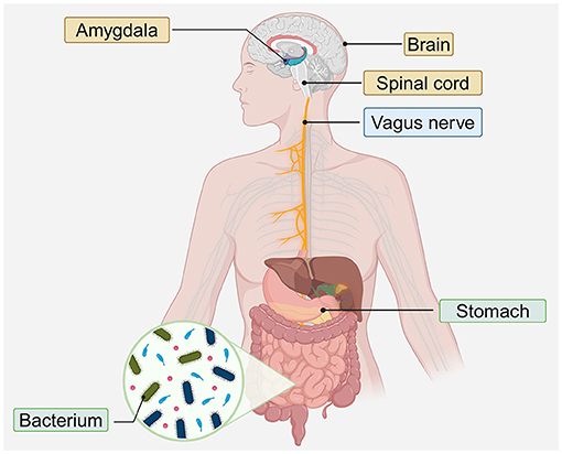 Diagram of the human body highlighting the brain, spinal cord, vagus nerve, and stomach. It includes a zoomed view of bacteria. The amygdala is labeled within the brain.