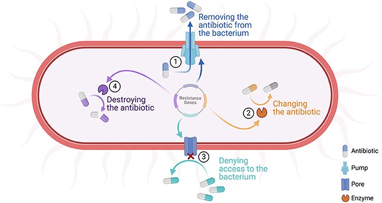 Diagram showing four mechanisms of antibiotic resistance in bacteria: 1) Removing the antibiotic via a pump, 2) Changing the antibiotic with enzymes, 3) Denying access through pores, and 4) Destroying the antibiotic. Resistance genes are central. The legend indicates symbols for antibiotic, pump, pore, and enzyme.