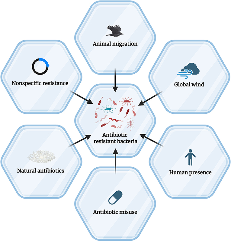Hexagonal diagram illustrating factors contributing to antibiotic-resistant bacteria. Central hexagon labeled “Antibiotic resistant bacteria” is surrounded by six outer hexagons labeled: Animal migration, Global wind, Human presence, Antibiotic misuse, Natural antibiotics, and Nonspecific resistance. Arrows indicate influence towards the central hexagon.