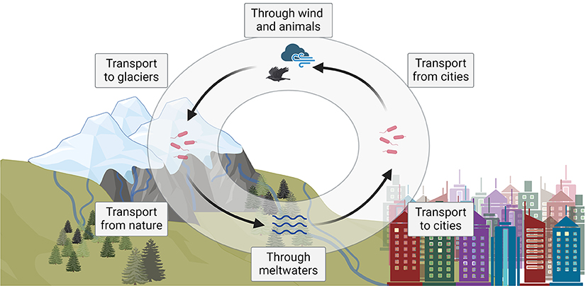 Diagram depicting the transport cycle of particles between nature and cities. Particles move from cities to glaciers and nature through wind and animals. They return through meltwaters, completing the cycle with transport back to cities.