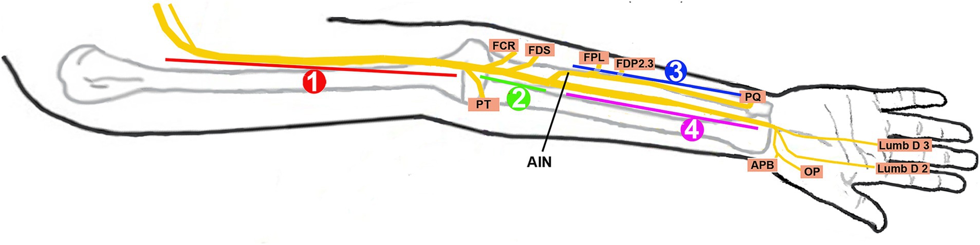 www.frontiersin.org