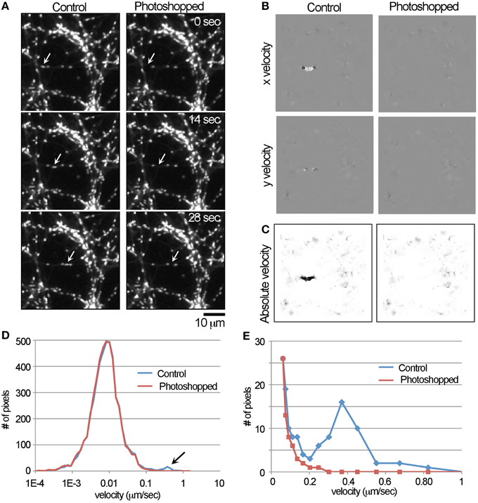 Frontiers Automated Measurement Of Fast Mitochondrial