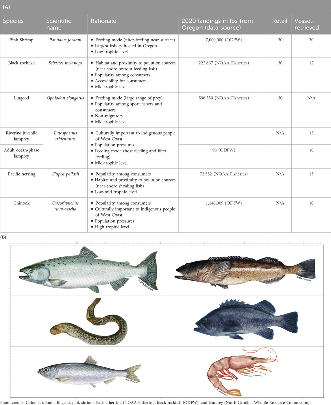 Microplásticos encontrados em peixes e frutos do mar