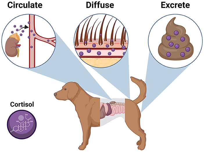 Diagram illustrating cortisol in a dog. The adrenal gland releases cortisol to circulate in the bloodstream, diffuse into hair via follicles, and excrete in feces. Inset shows cortisol molecule structure.