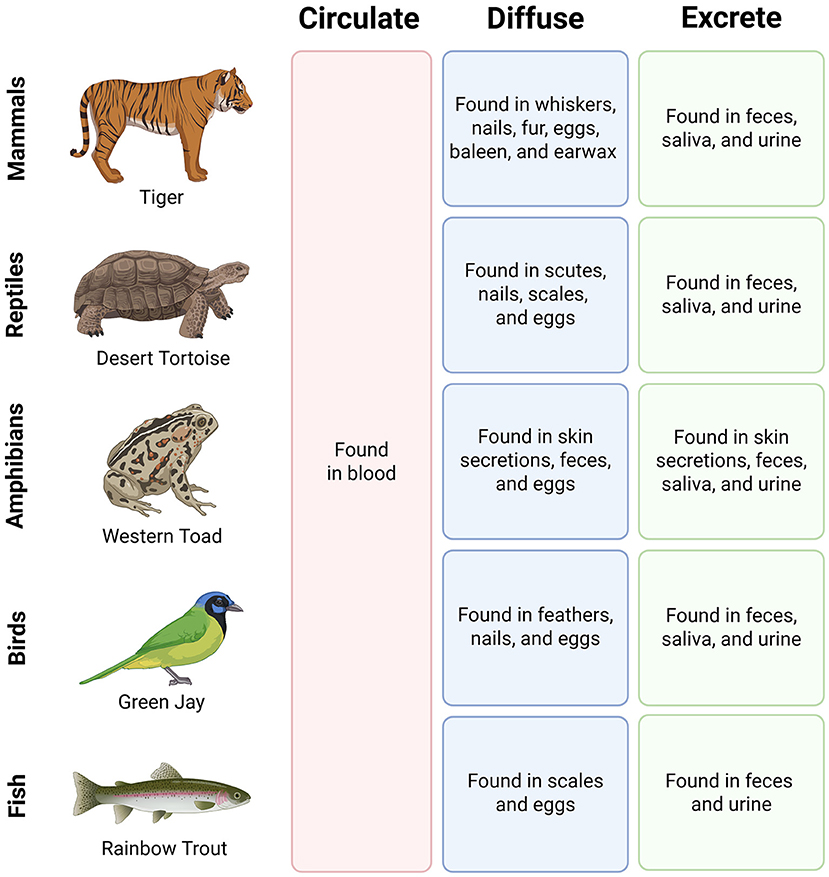 Diagram showing where hormones are found in different animal groups. For mammals, they diffuse into whiskers, nails, fur, eggs, baleen, and earwax, and are excreted in feces, saliva, and urine. Reptiles have hormones in scutes, nails, scales, eggs, and excreted in feces, saliva, and urine. Amphibians have them in skin secretions, feces, eggs, and excreted in skin secretions, feces, saliva, and urine. Birds have hormoness in feathers, nails, and eggs, and excreted in feces, saliva, and urine. Fish have them in scales and eggs, and excreted in feces and urine.