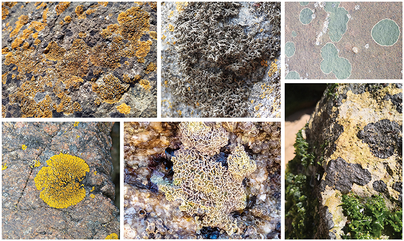 Figure 1 - Coastal marine lichens come in many shapes, colors, and sizes.
