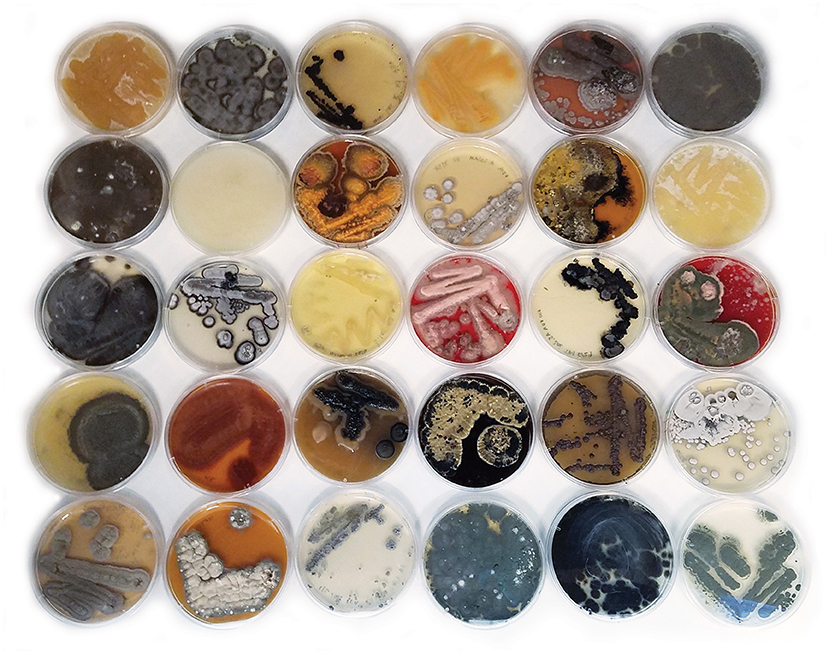 Figure 2 - Scientists can grow some microscopic marine fungi in the lab, like these from seagrasses, by giving them specific food.