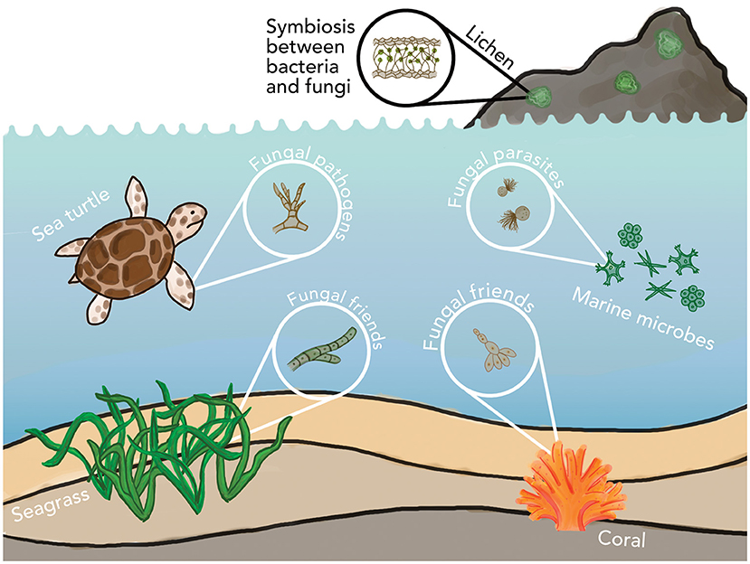 Figure 3 - Marine fungi can be found everywhere in the ocean.