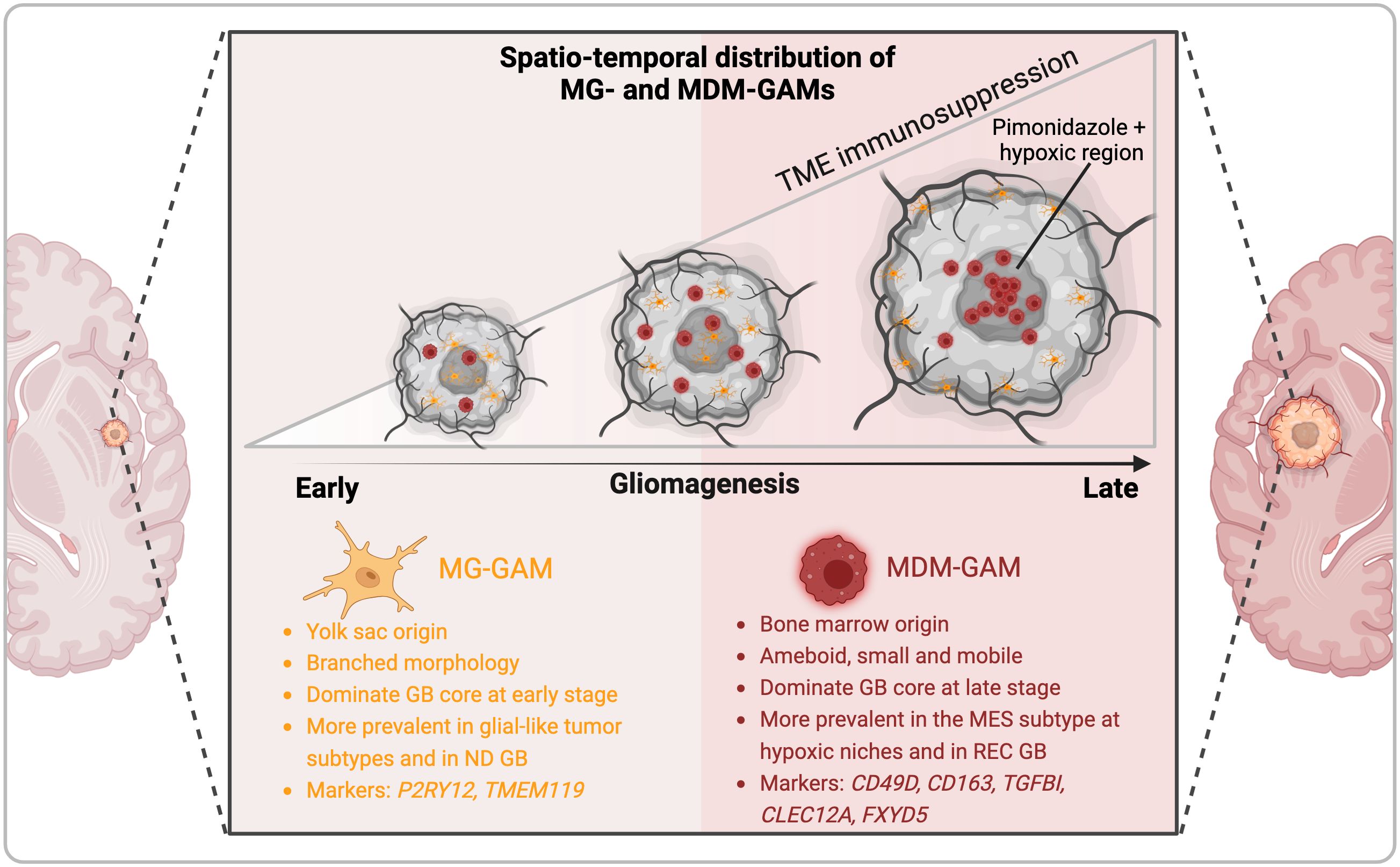 Illustration showing the spatio-temporal distribution of MG-GAMs and MDM-GAMs in gliomagenesis. MG-GAMs, originating from the yolk sac, dominate early with branched morphology and are prevalent in glial-like tumors. MDM-GAMs, from bone marrow, are ameboid and dominate later, found in MES subtype and hypoxic niches. Annotations highlight immunosuppression and hypoxic regions with markers for each type. Background shows brain cross-sections indicating tumor localization.