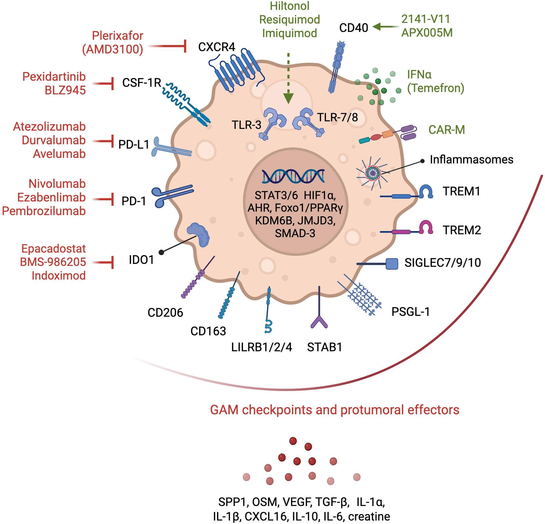 Diagram of a cell membrane illustrating various receptors and molecules involved in immune response regulation. Key elements include CXCR4, TLR-3, TLR-7/8, CD40, and others. Inhibitors and activators like Plerixafor, Imiquimod, and specific antibodies are shown affecting pathways. The cell's interior highlights factors such as STAT3/6 and HIF1α. Below, GAM checkpoints and protumoral effectors, including SPP1, OSM, and VEGF, are listed.