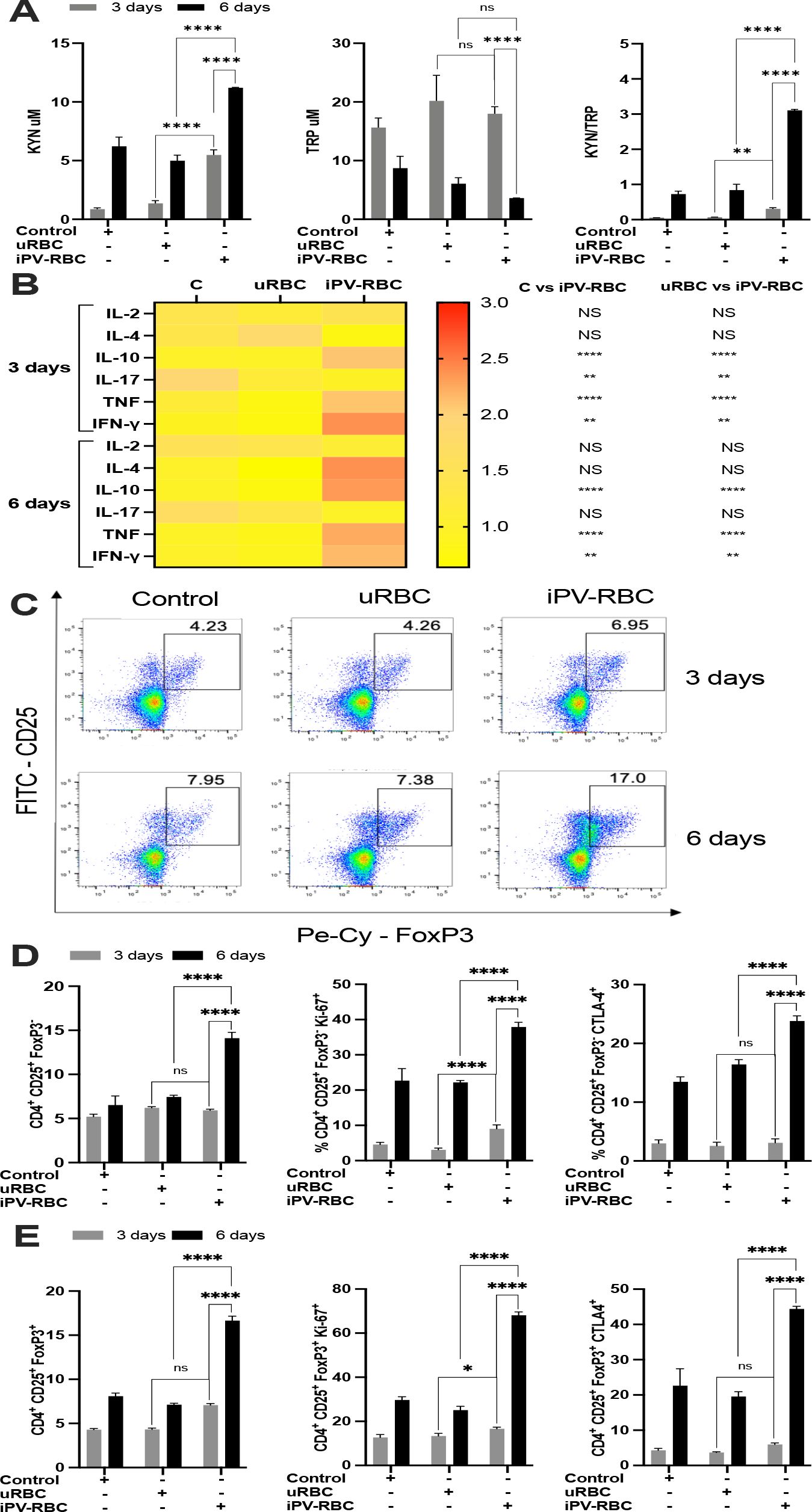 A series of graphs and a heatmap showing experimental results over three and six days. Panel A displays bar graphs measuring levels of kynurenine (KYN), tryptophan (TRP), and the KYN/TRP ratio under different conditions: control, untreated red blood cells (uRBC), and iPV-treated red blood cells. Statistical significance is indicated with asterisks. Panel B is a heatmap representing cytokine levels like IL-2, IL-4, IL-10, and others under the same conditions. Panel C shows flow cytometry plots for CD25 and FoxP3 expression. Panels D and E present additional bar graphs for specific cell populations and proliferation markers with statistical comparisons.