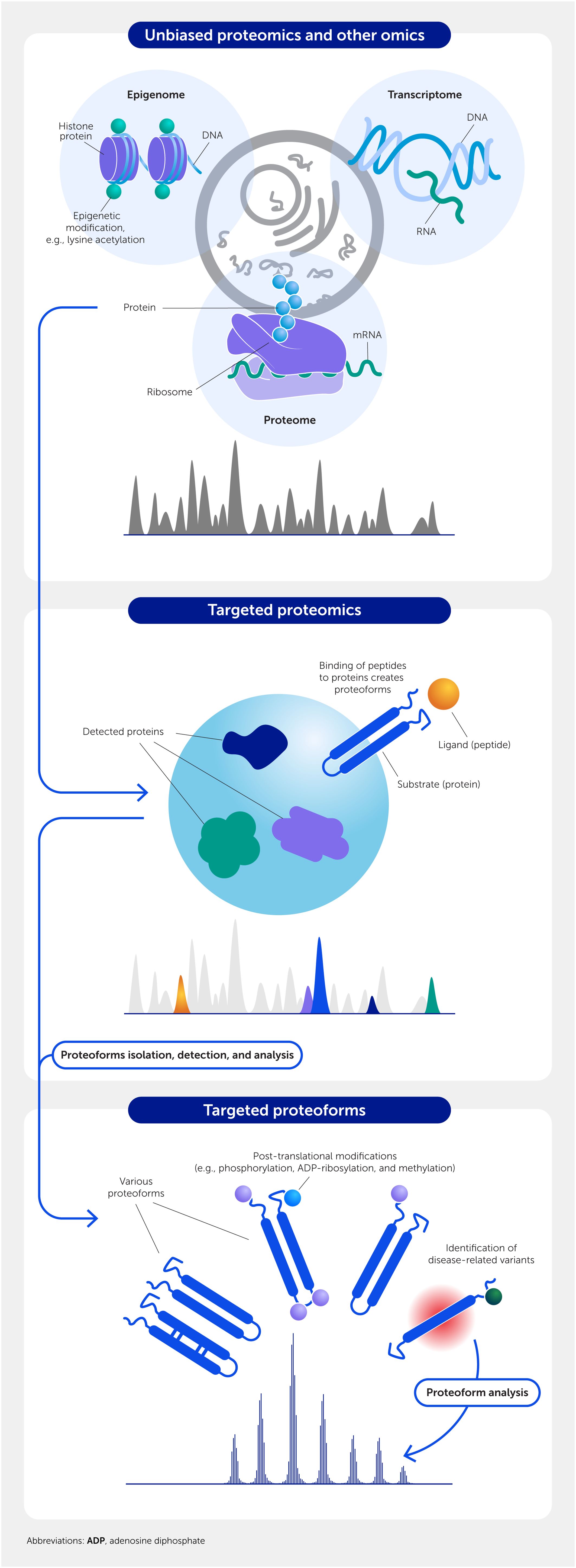 Illustration of proteomics and omics fields. The top section shows unbiased proteomics, together with epigenomics and transcriptomics. The middle section demonstrates targeted proteomics involving protein, ligand, and substrate interactions. The bottom section highlights the analysis of targeted proteoforms, focusing on post-translational modifications and disease-related variant identification.