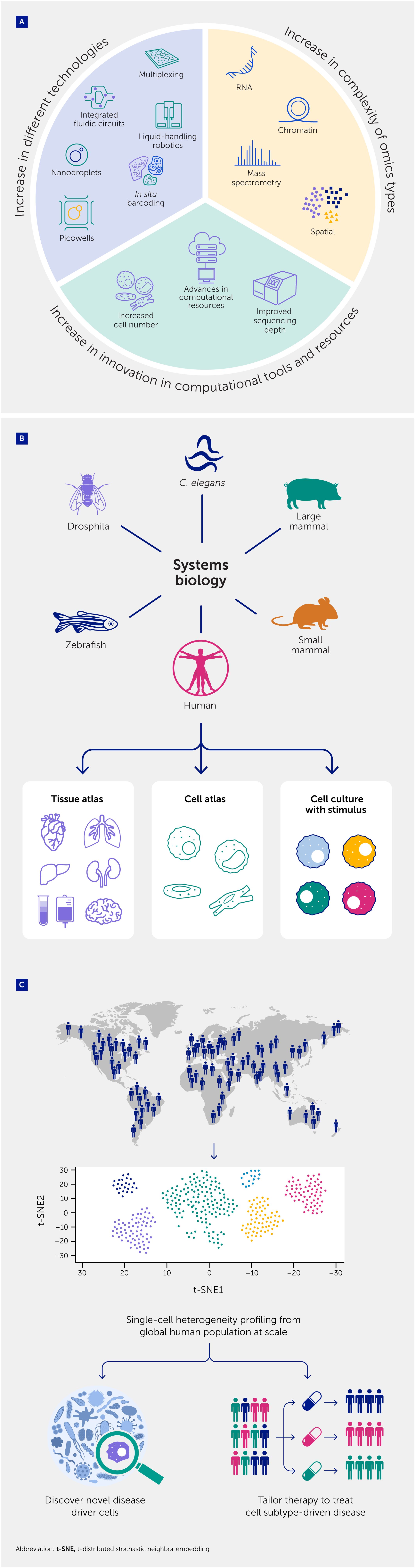 Diagram depicting advancements in single-cell analyses for precision medicine across three panels. Panel A highlights innovation in technologies, complex omics, and computational tools for single-cell analyses. Panel B illustrates how various studies in various model species produce tissue and cell atlases. Panel C shows a world map and how t-SNE analysis allows profiling of the global human population to help discover novel disease driver cells and tailored therapy for cell subtype-driven disease.