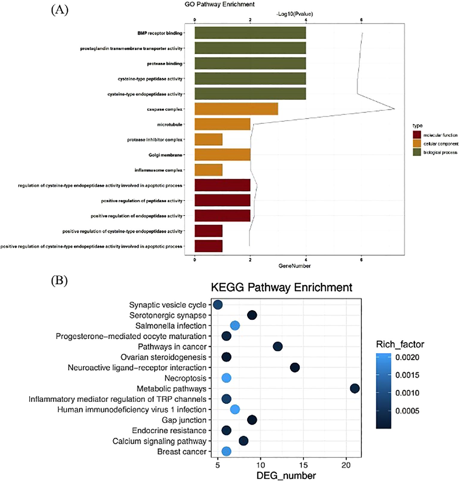 (A) Bar chart showing Gene Ontology (GO) pathway enrichment with bars colored by type: molecular function, cellular component, and biological process. X-axis represents -Log10(P-value) and gene number. (B) Dot plot illustrating KEGG pathway enrichment, with dot size indicating DEG number and color showing rich factor. Pathways listed on the Y-axis include synaptic vesicle cycle, serotonergic synapse, and breast cancer.