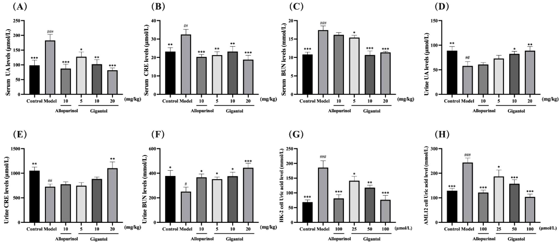 Bar graphs labeled A to H display biochemical levels under various treatments. (A) shows serum uric acid levels, (B) serum creatinine, (C) serum BUN, and (D) urine uric acid. (E) displays urine creatinine levels, (F) urine BUN, (G) HK-two cell uric acid, and (H) AML12 cell uric acid. Each graph includes a control, model, allopurinol, and gigantol at different dosages. Significant differences are indicated with symbols: asterisks for treatment differences and hashes for model differences. Error bars indicate variability among samples.