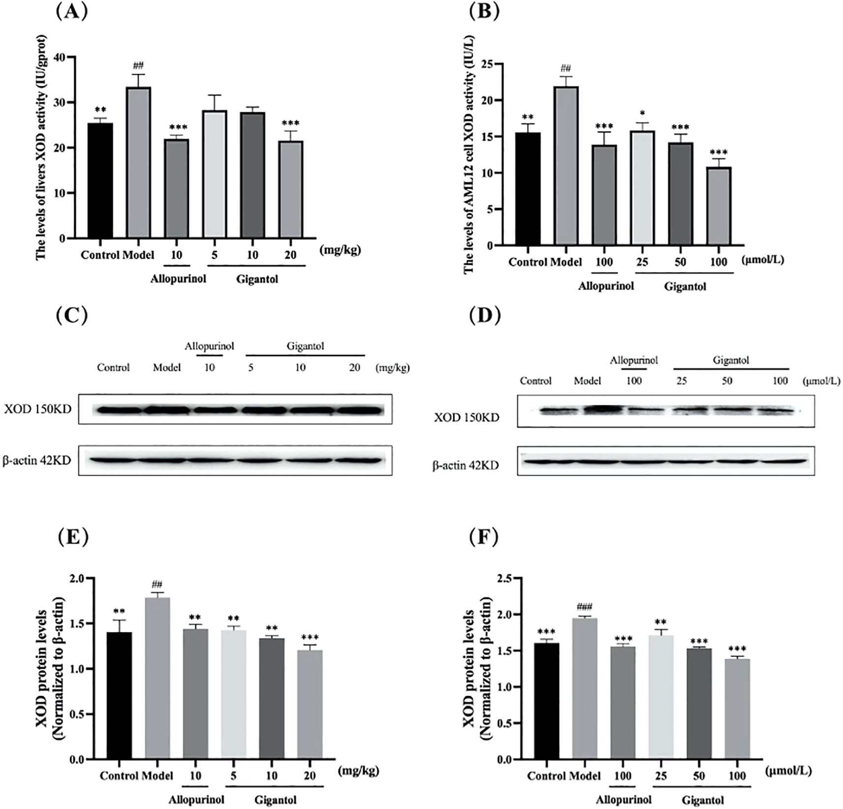 Bar graphs and Western blots illustrate the effects of Allopurinol and Gigantol on XOD activity and protein levels. Panels A and B depict liver and MML2 cell XOD activity, respectively. Panels C and D show Western blots for XOD and β-actin. Panels E and F present normalized XOD protein levels. Significant differences are marked with asterisks.