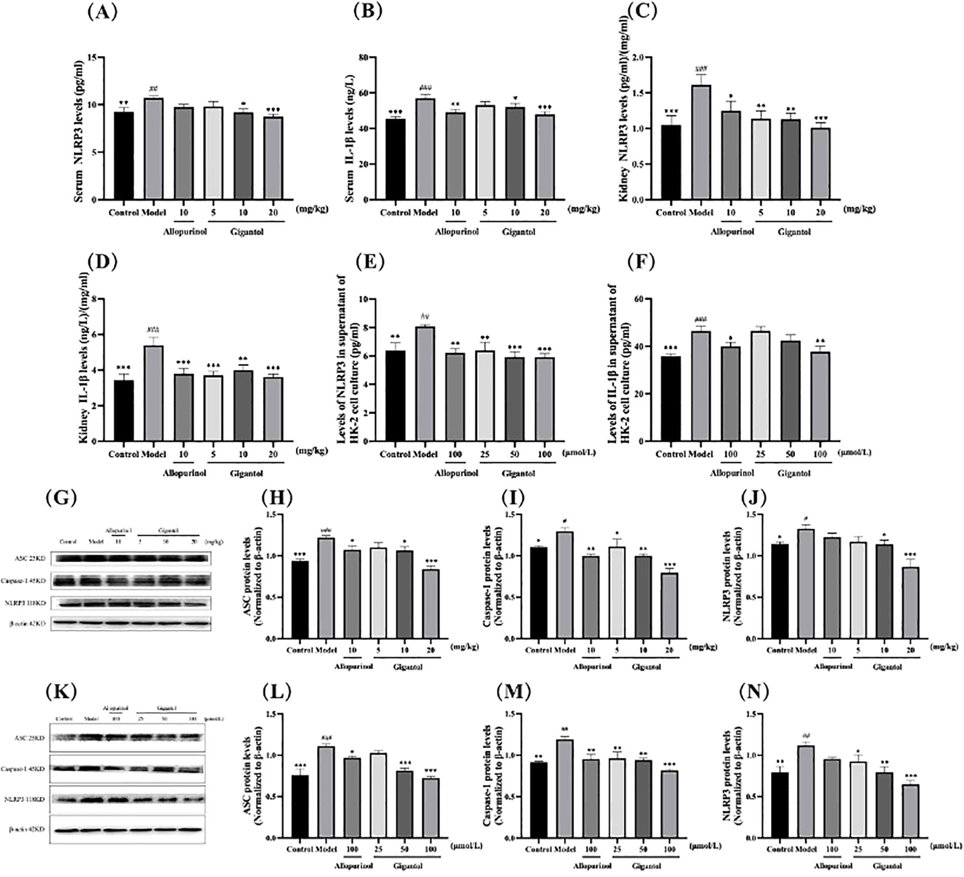 Graphs and protein analysis results show the effects of Allopurinol and Gigantol on inflammatory markers and protein levels. Bar charts (A-F, H-N) present data on serum and kidney levels of NLRP3, IL-1β, and related proteins across different doses, with significance indicated. Images (G, K) display Western blot analyses illustrating protein expression with standard controls.