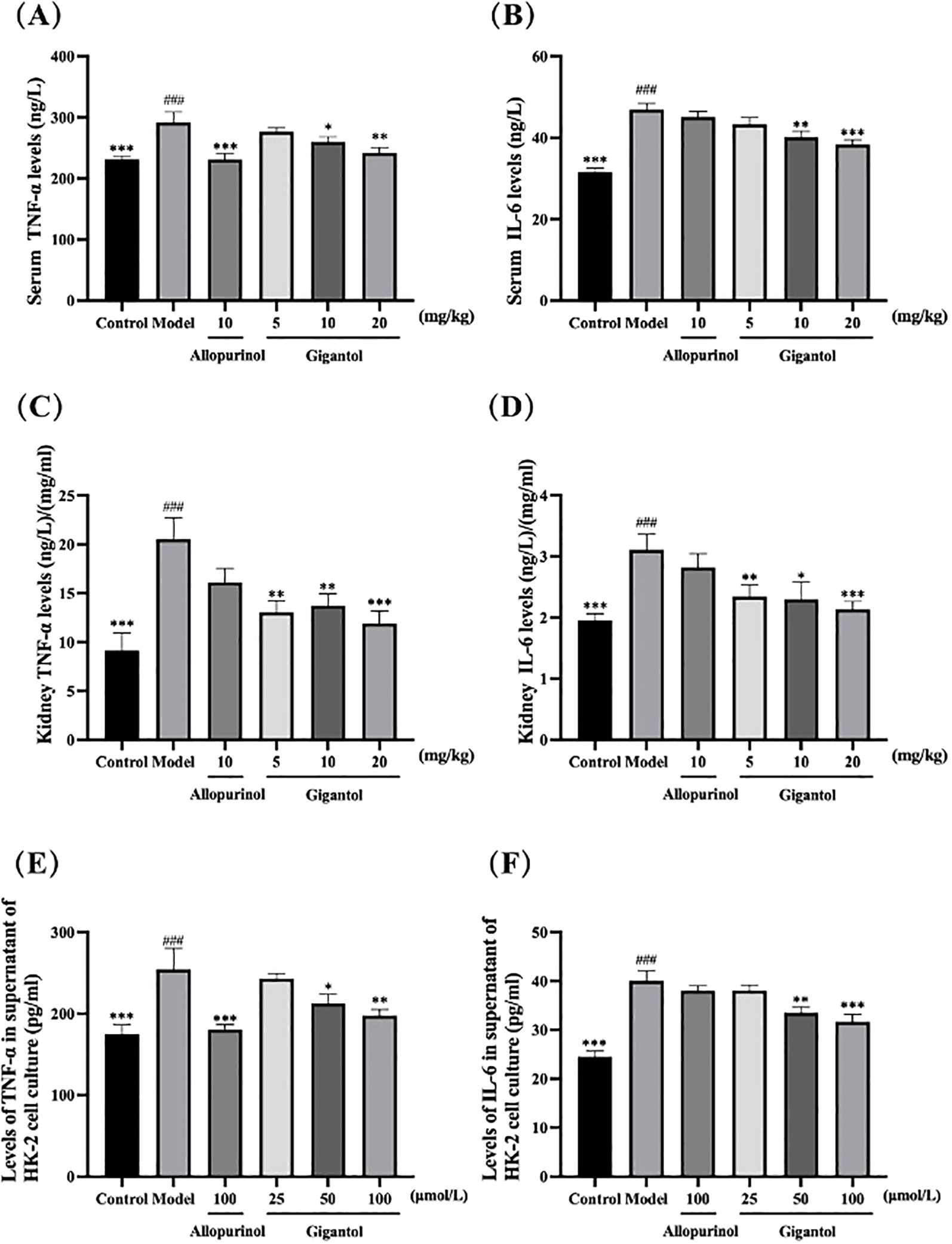 Bar charts labeled A to F show the effects of Allopurinol and Gigantol on serum and kidney TNF-alpha, IL-6 levels, and HK-2 cell culture supernatant. Each chart compares a control model, Allopurinol, and Gigantol at different doses, displaying decreases in TNF-alpha and IL-6 with Gigantol treatment. Statistical significance is noted with asterisks and hashes.