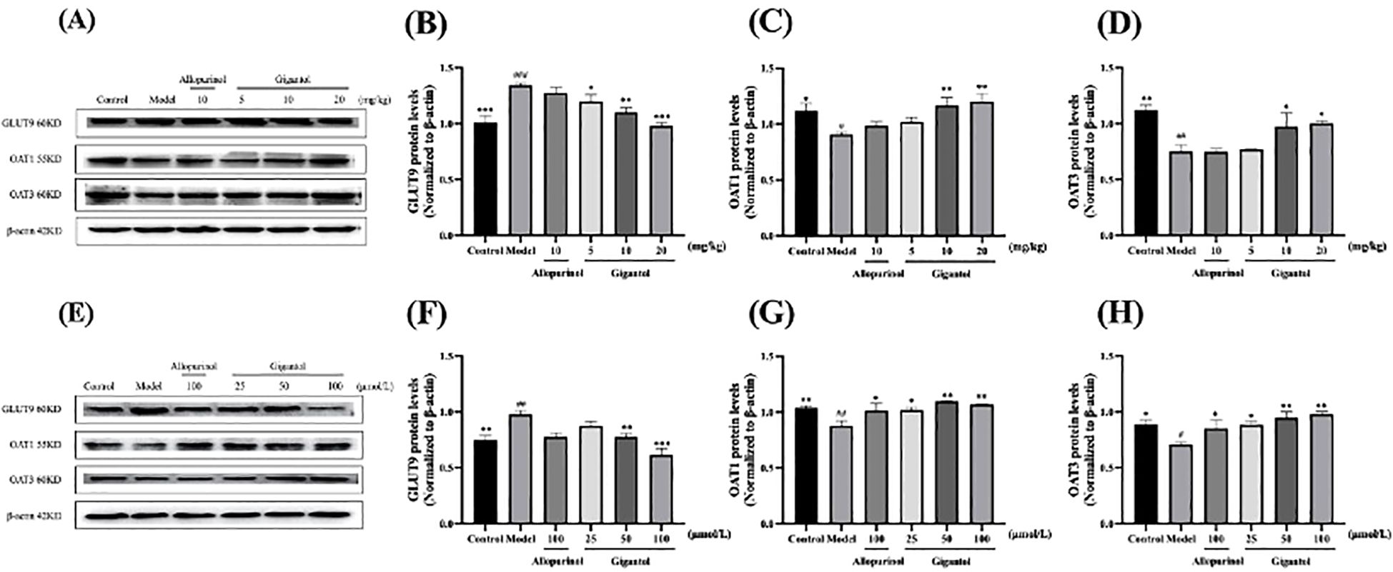 Composite image of Western blot and bar charts evaluating protein levels. (A, E) Western blots display GLUT9, OAT1, OAT3, normalized to β-actin, under different treatments. (B-D, F-H) Corresponding bar charts show normalized protein levels comparing control, model, allopurinol, and Gigantol treatments. Panels differ in doses: mg/kg in A-D and µM/L in E-H. Bars represent mean values, with significant differences indicated by asterisks.
