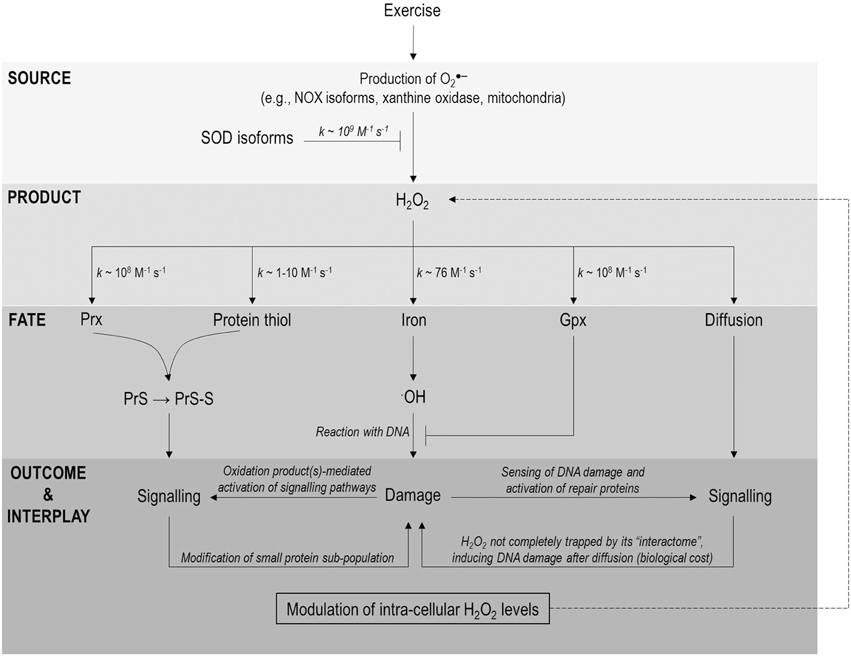 pdf modeling survival