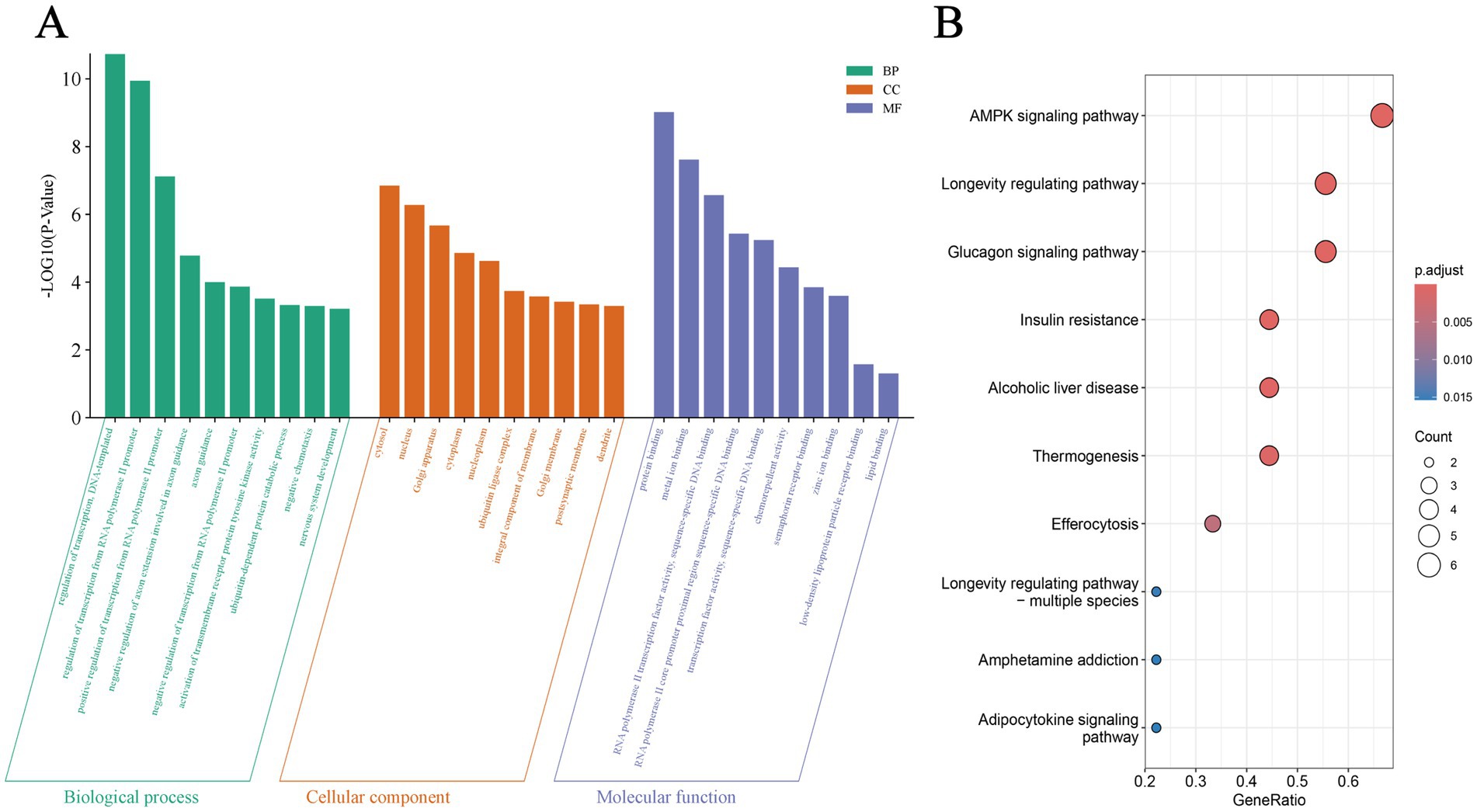 Bar chart and bubble chart comparing gene ontology terms and pathways. Chart A shows significance of biological processes, cellular components, and molecular functions with varied colors indicating categories. Chart B illustrates different pathways with bubble size representing gene ratio and color indicating adjusted p-value significance. Biological processes, cellular components, and molecular functions have distinct bar colors, while pathways in the bubble chart are arranged vertically with colors ranging from blue to red based on adjusted p-values.