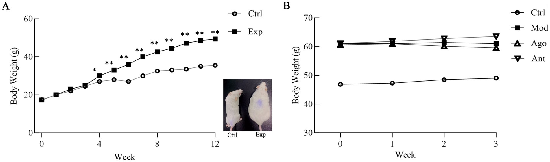 Graph A shows body weight change over 12 weeks, with experimental group (Exp) increasing significantly compared to control (Ctrl). Graph B shows stable body weights among groups over 3 weeks: control (Ctrl), Mod, Ago, and Ant. Inset photo depicts two mice, Ctrl and Exp, highlighting a visible size difference.