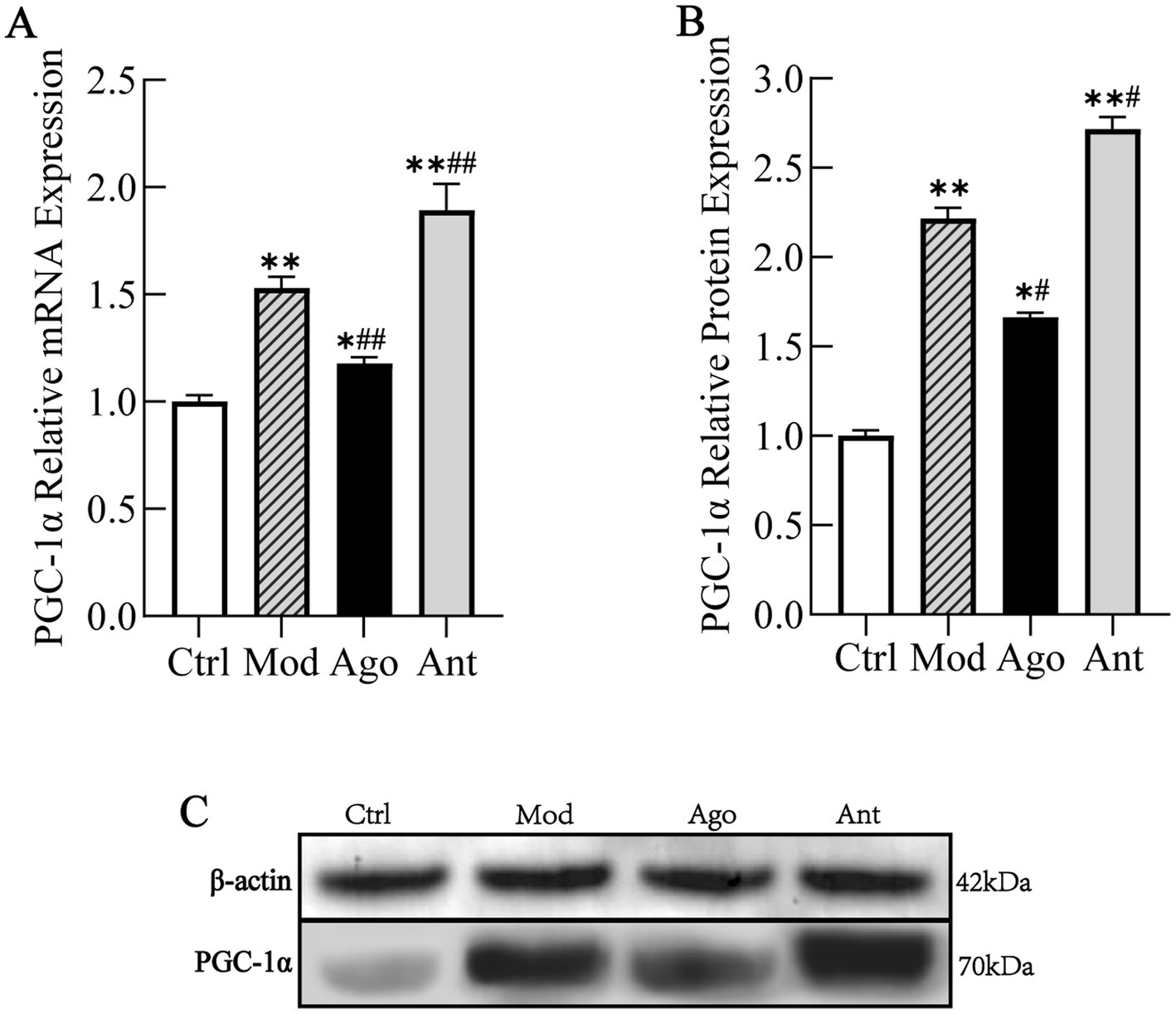 Bar graphs and a Western blot image showing PGC-1α expression levels. Graph A displays relative mRNA expression with groups Ctrl, Mod, Ago, and Ant. Graph B shows relative protein expression for the same groups. Ant group shows the highest increase in both. The Western blot C illustrates protein levels of β-actin and PGC-1α for each group, with PGC-1α bands corresponding to the predictive model. Statistical significance is indicated with asterisks and hash marks.