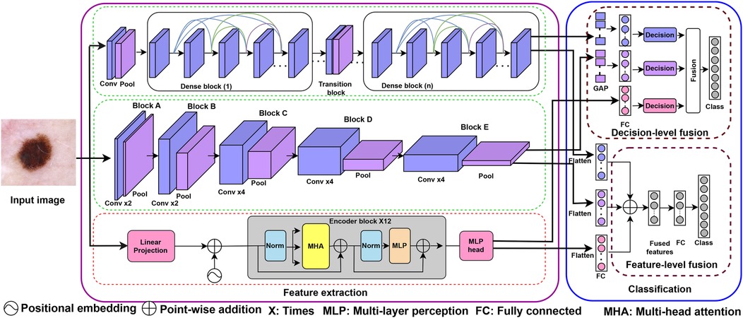 Diagram showing a framework for skin lesion classification. It includes stages like input image processing, feature extraction through convolutional and dense blocks, multi-head attention, and classification through decision-level and feature-level fusion, leading to final class determination.
