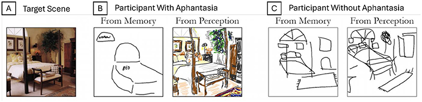 Panel A shows a bedroom with a large plant and a four-poster bed. Panel B displays two sketches by a participant with aphantasia: one from memory, labeled “Bed,” with simple lines, and another from perception with more detail. Panel C shows two sketches by a participant without aphantasia: both with more detail, one from memory and one from perception.