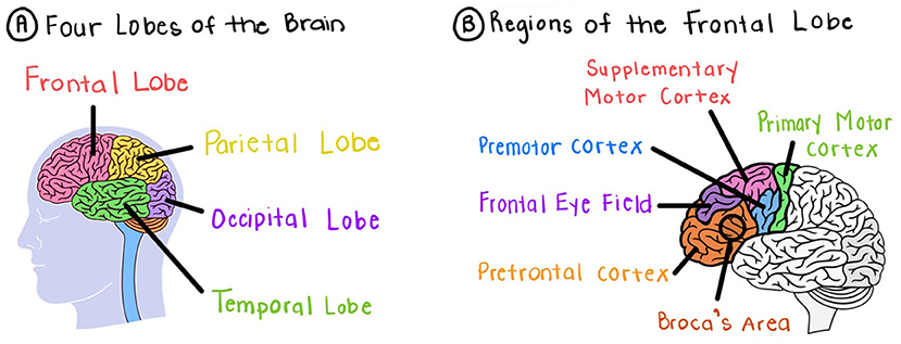 Figure 1 - Breaking down the lobes of the brain.