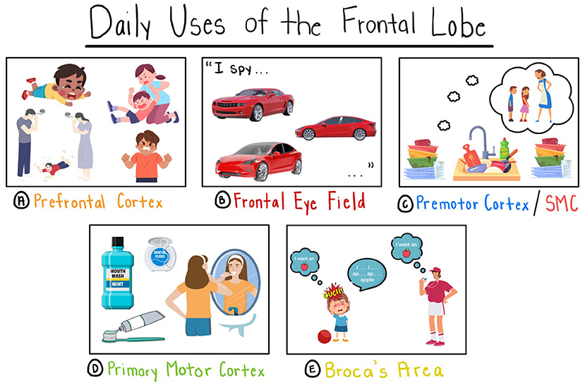 Figure 2 - Daily life examples of the use of the frontal lobe.