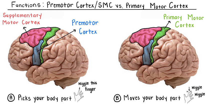 Figure 3 - Functions of the premotor cortex/SMC and primary motor cortex.