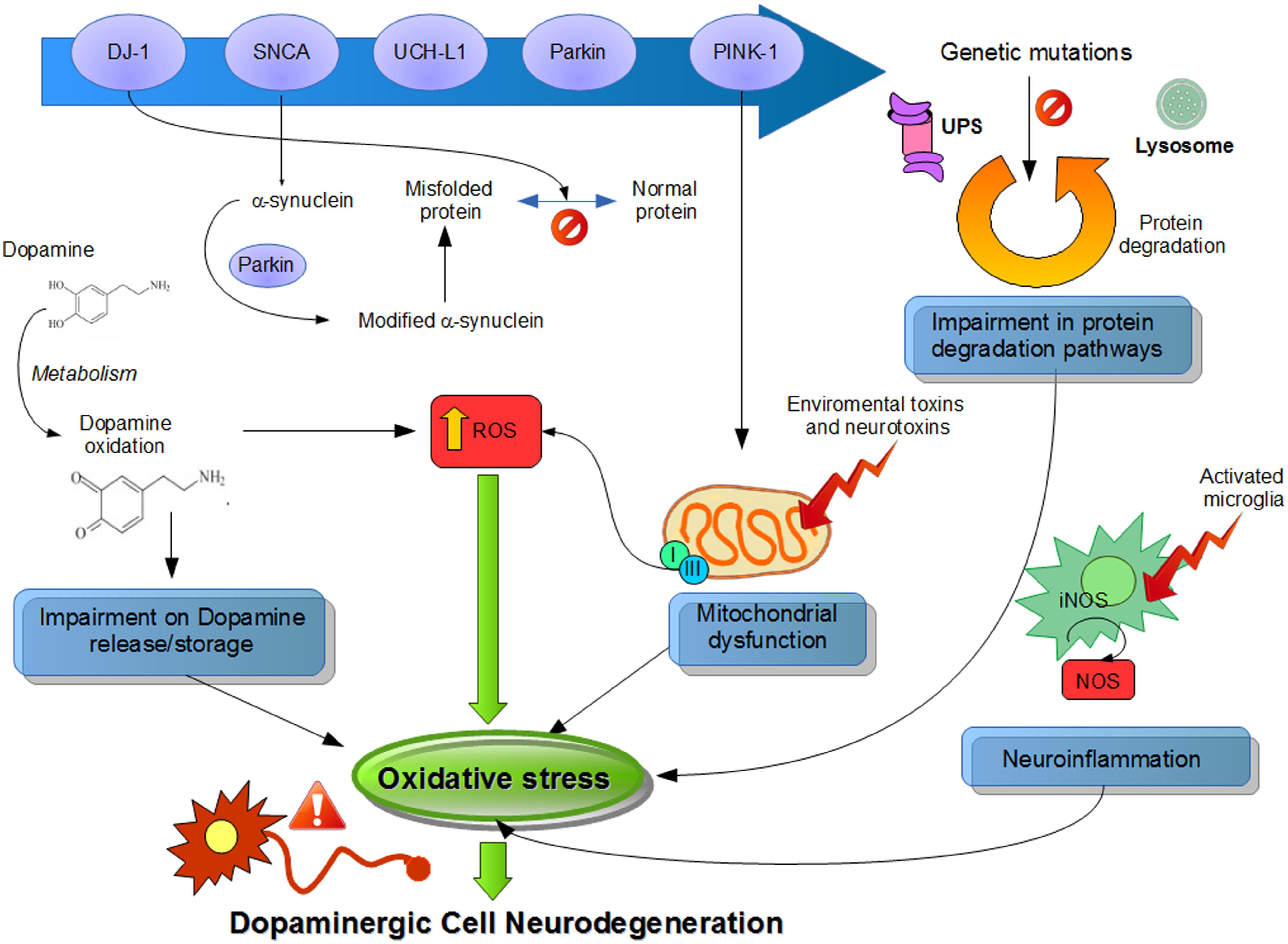 Патогенез болезни паркинсона. Parkinson's disease pathogenesis. Болезнь Паркинсона патогенез схема. Classification of Parkinson's disease. Болезнь Паркинсона этиология патогенез.