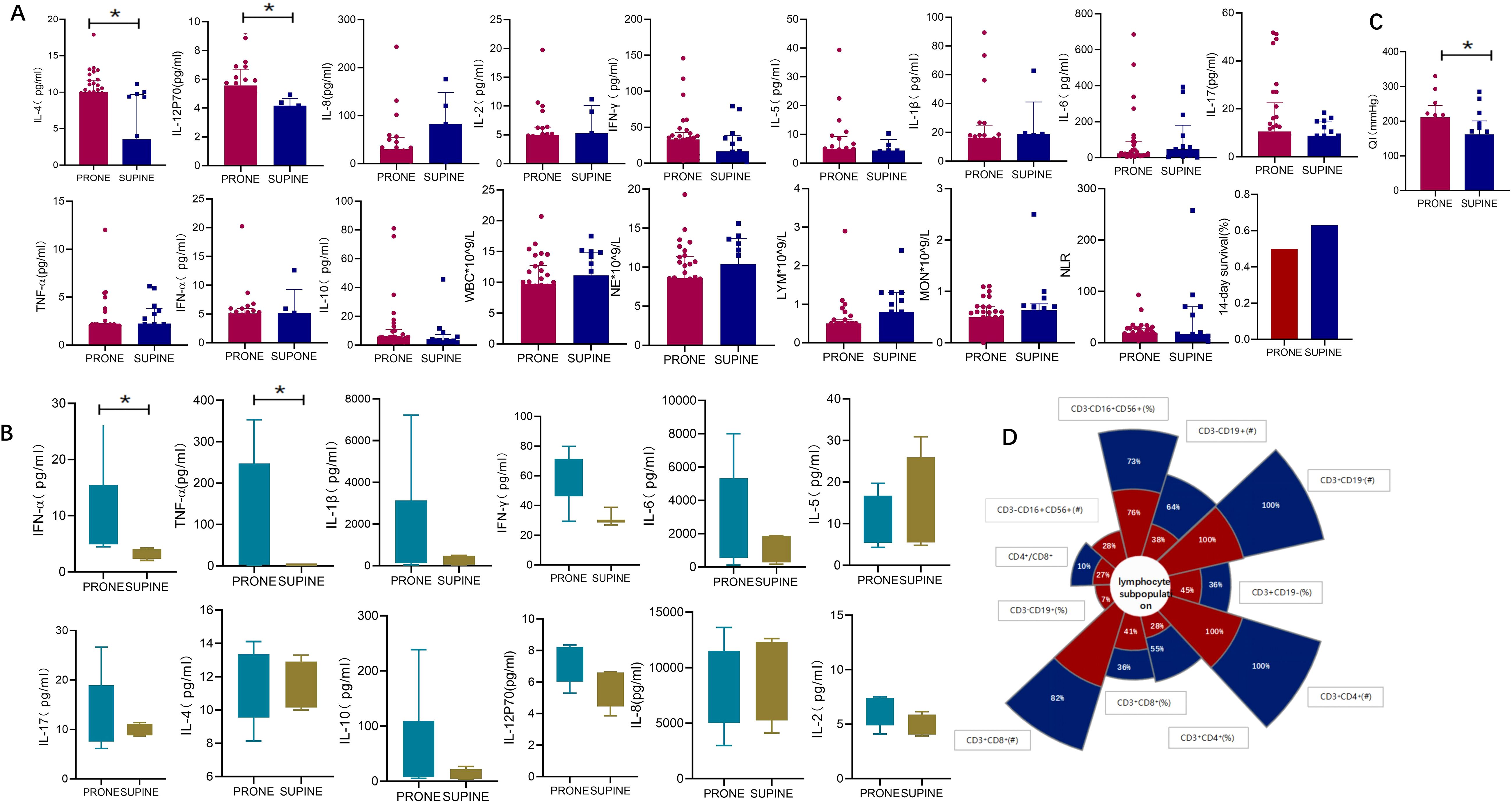 Panel A shows bar graphs comparing cytokine levels and cell counts between prone and supine positions, with significant differences marked by asterisks. Panel B presents box plots of cytokine levels for prone and supine positions, highlighting significant differences. Panel C shows a bar graph of QI measurements with significant differences between positions. Panel D features a circular graph of lymphocyte subpopulations, with percentages and numbers in blue and red segments.