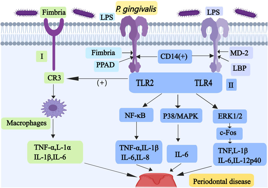 Diagram illustrating the signaling pathways of Porphyromonas gingivalis in periodontal disease. Fimbriae and lipopolysaccharides (LPS) engage receptors CR3, TLR2, and TLR4. Activation of these receptors leads to downstream signaling cascades via NF-kB, P38/MAPK, and ERK1/2 pathways, promoting expression of inflammatory cytokines like TNF-alpha, IL-1β, and IL-6. The involvement of macrophages and molecules like PPAD, MD-2, and LBP is depicted, highlighting their roles in exacerbating periodontal inflammation.