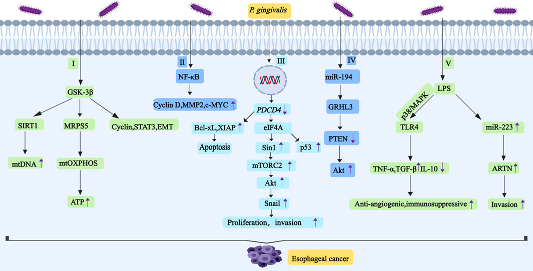Diagram showing the effects of *P. gingivalis* on various molecular pathways leading to esophageal cancer. It illustrates interactions through pathways I to V, involving molecules like GSK-3β, NF-κB, PDCD4, GRHL3, and LPS. These pathways activate processes such as mtDNA increase, apoptosis, proliferation, invasion, and anti-angiogenic effects, culminating in esophageal cancer development.