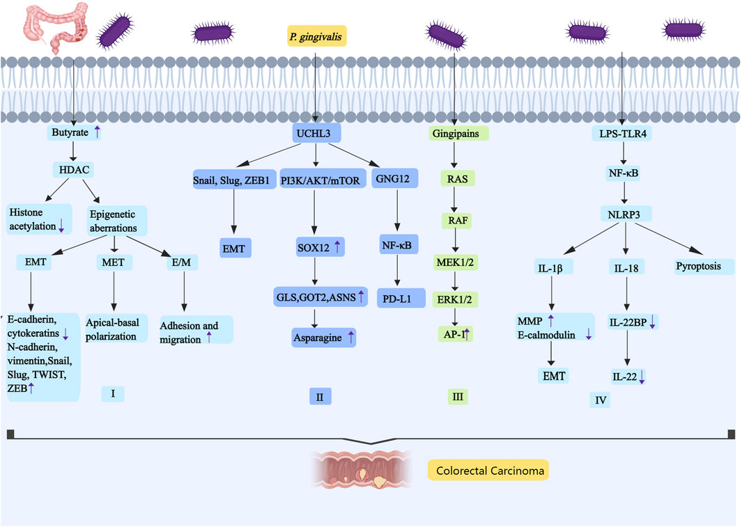Diagram illustrating cellular pathways leading to colorectal carcinoma involving P. gingivalis. The pathways detail the influence of butyrate, UCHL3, gingipains, and LPS-TLR4 on processes like EMT, MET, and pyropoptosis. Key proteins and enzymes, such as HDAC, PI3K/AKT/mTOR, NF-κB, and NLRP3, are highlighted, showing upregulation or downregulation effects.