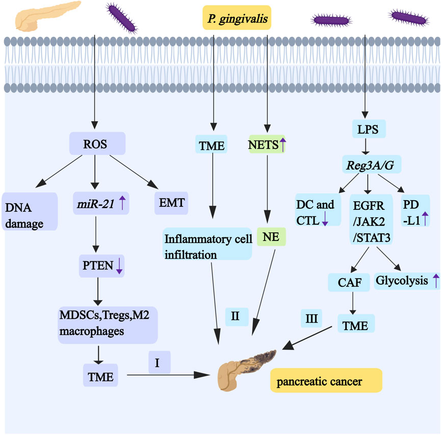 Diagram illustrating the pathway between *P. gingivalis* and pancreatic cancer. It shows *P. gingivalis* inducing ROS leading to DNA damage, increased miR-21, and decreased PTEN, contributing to TME via MDSCs, Tregs, M2 macrophages, and EMT, which leads to inflammatory cell infiltration and pancreatic cancer. Additionally, LPS affects Reg3A/G, impacting DC and CTL negatively and increasing EGFR/JAK2/STAT3, PD-L1, CAF, and glycolysis, further contributing to the TME and cancer development. Pathways are labeled I, II, and III, indicating stages in cancer progression.