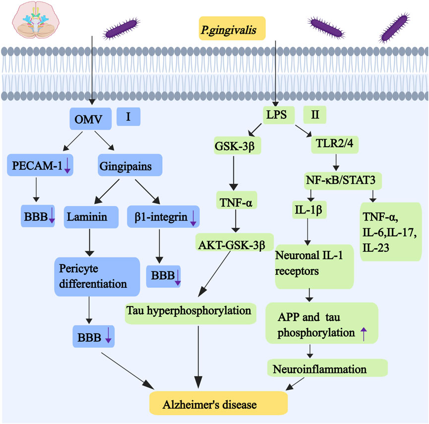 Diagram showing the pathways by which *P. gingivalis* affects Alzheimer's disease development. The bacterium interacts via OMV, LPS, and TLR2/4 pathways, leading to blood-brain barrier disruption, tau hyperphosphorylation, neuroinflammation, and subsequent Alzheimer's disease.