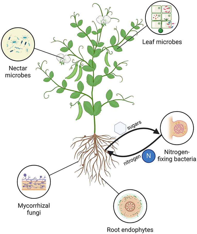 Illustration of a plant showing interactions with various microbes. Labels indicate nectar microbes, leaf microbes, nitrogen-fixing bacteria, mycorrhizal fungi, and root endophytes. Arrows depict nutrient exchange, such as nitrogen and sugars, between the plant roots and microbes.
