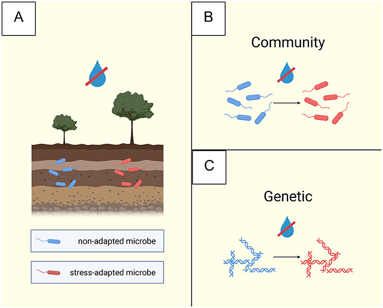Diagram illustrating stress legacies in microbial communities. Panel A shows stress-adapted (red) microbes promote tree health under drought more than non-adapted (blue) microbes. Panel B, labeled “Community”, shows drought stress selecting for stress-adapted (red) microbes. Panel C, labeled “Genetic”, shows drought stress selecting for stress-adapted (red) genetic strands.