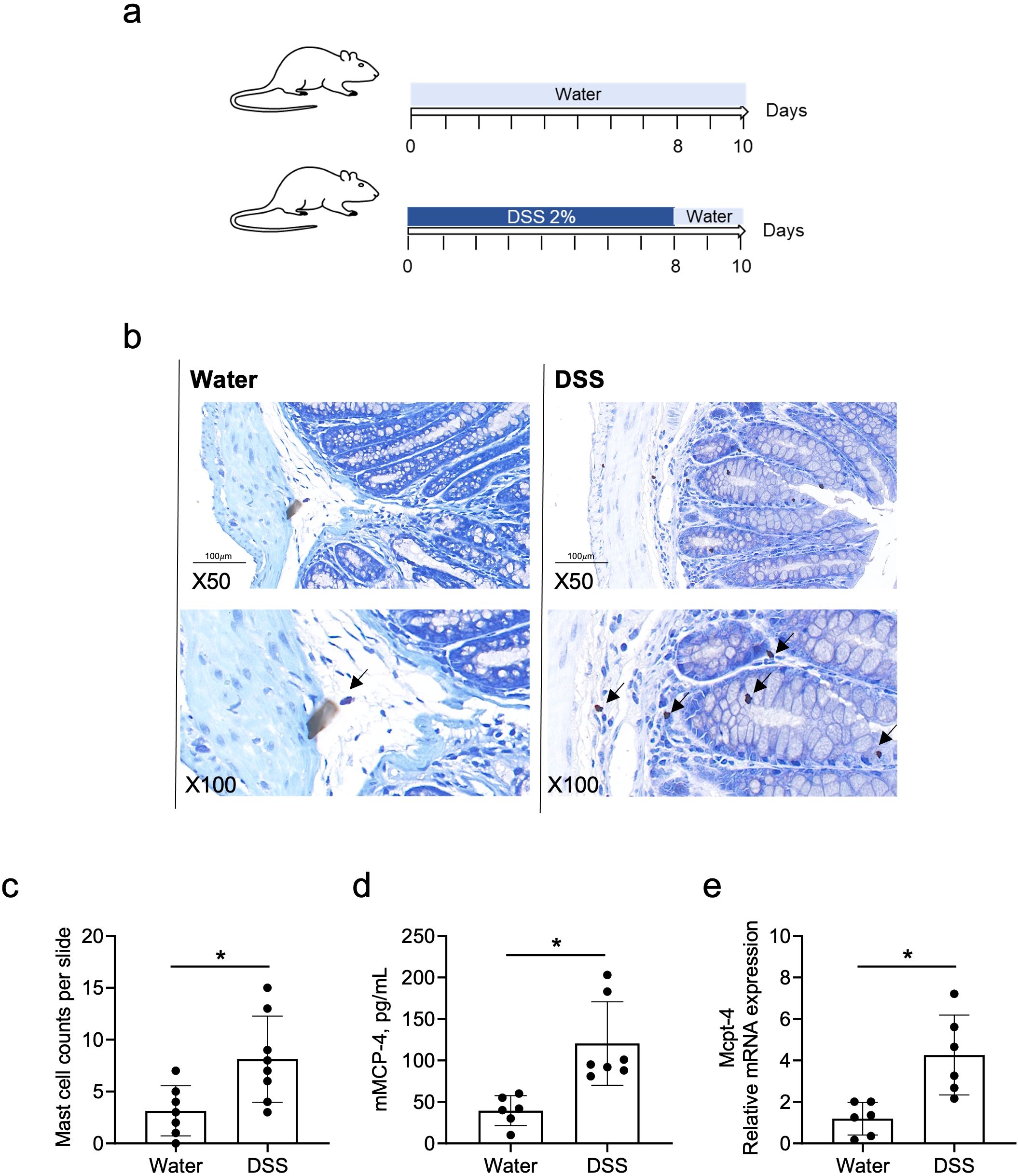 Diagram showing an experimental setup and results for a study on inflammation in mice. Panel (a) depicts two groups of mice, one receiving water and the other DSS 2% followed by water. Panel (b) shows histological images of colon tissues stained in blue. Images labeled Water and DSS at 50X and 100X magnification show structural differences, with arrows indicating cell variations. Panels (c), (d), and (e) display bar graphs comparing mast cell counts, nMCP-4 levels, and Mcpt-4 mRNA expression between Water and DSS groups, with significant increases in the DSS group.