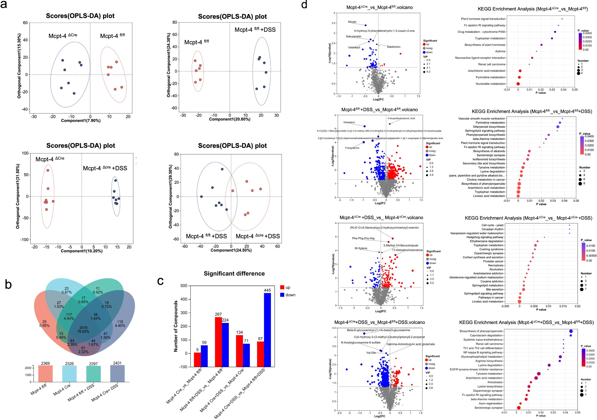 Four-panel image showing various data visualizations. Panel a features four OPLS-DA plots showing group separation. Panel b displays a Venn diagram with overlapping areas and a bar chart detailing compound counts. Panel c presents a bar graph comparing significant differences between groups. Panel d contains volcano plots and KEGG enrichment analyses comparing different conditions, highlighting significant and non-significant data points.